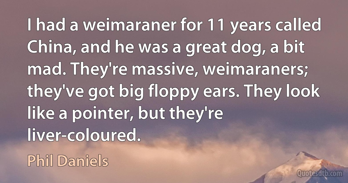 I had a weimaraner for 11 years called China, and he was a great dog, a bit mad. They're massive, weimaraners; they've got big floppy ears. They look like a pointer, but they're liver-coloured. (Phil Daniels)