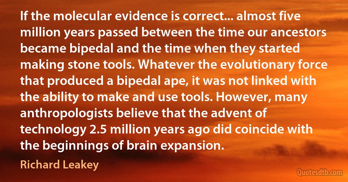 If the molecular evidence is correct... almost five million years passed between the time our ancestors became bipedal and the time when they started making stone tools. Whatever the evolutionary force that produced a bipedal ape, it was not linked with the ability to make and use tools. However, many anthropologists believe that the advent of technology 2.5 million years ago did coincide with the beginnings of brain expansion. (Richard Leakey)