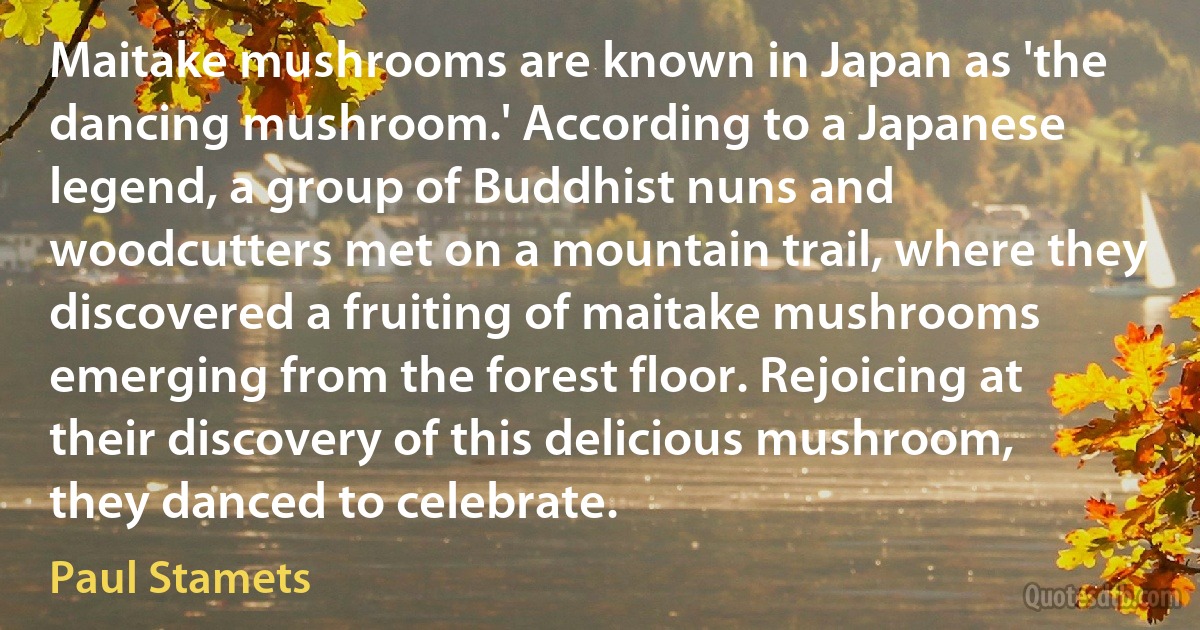 Maitake mushrooms are known in Japan as 'the dancing mushroom.' According to a Japanese legend, a group of Buddhist nuns and woodcutters met on a mountain trail, where they discovered a fruiting of maitake mushrooms emerging from the forest floor. Rejoicing at their discovery of this delicious mushroom, they danced to celebrate. (Paul Stamets)