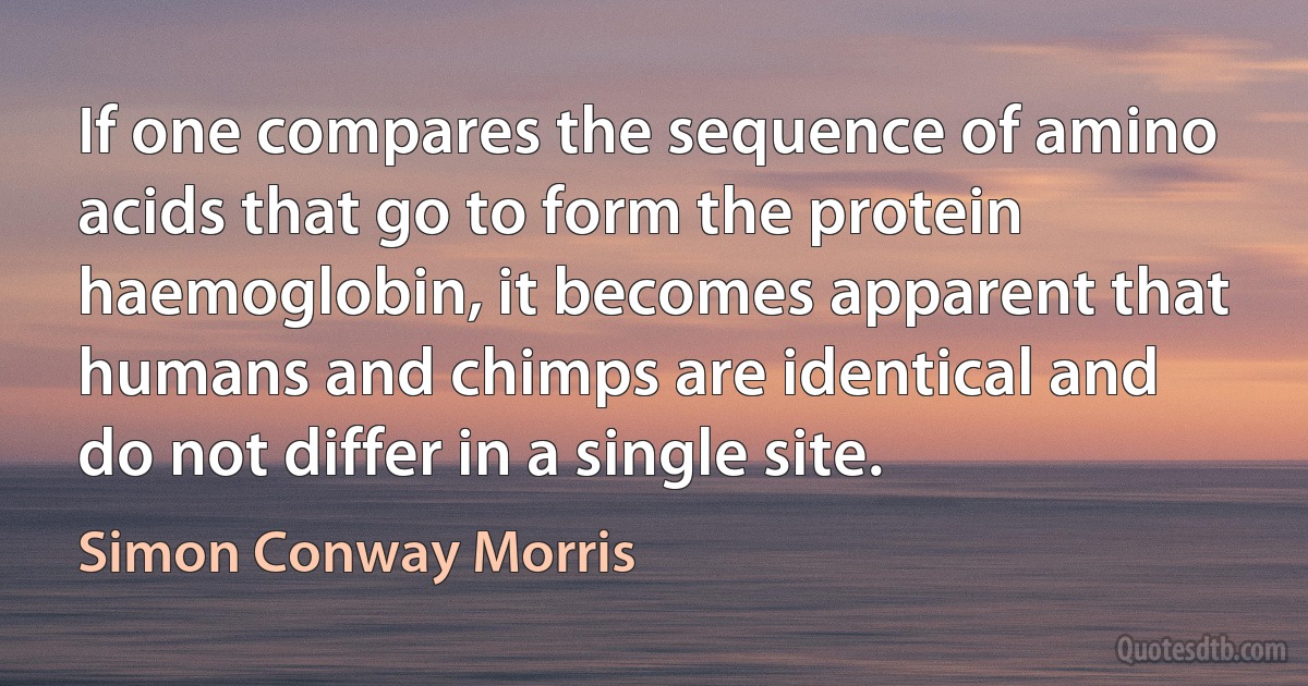 If one compares the sequence of amino acids that go to form the protein haemoglobin, it becomes apparent that humans and chimps are identical and do not differ in a single site. (Simon Conway Morris)