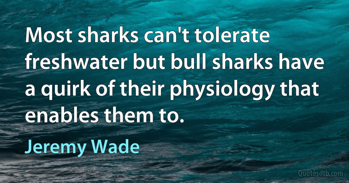 Most sharks can't tolerate freshwater but bull sharks have a quirk of their physiology that enables them to. (Jeremy Wade)