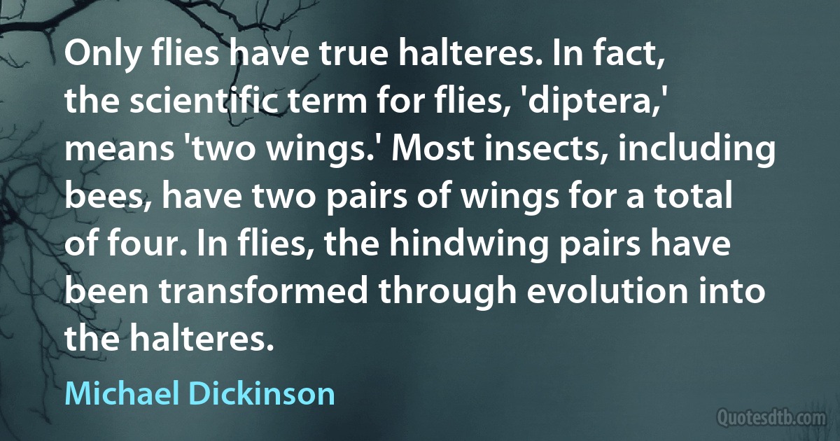 Only flies have true halteres. In fact, the scientific term for flies, 'diptera,' means 'two wings.' Most insects, including bees, have two pairs of wings for a total of four. In flies, the hindwing pairs have been transformed through evolution into the halteres. (Michael Dickinson)