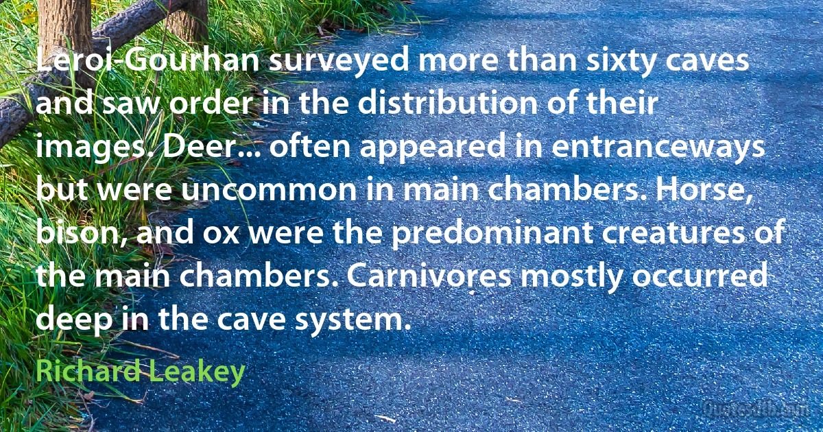 Leroi-Gourhan surveyed more than sixty caves and saw order in the distribution of their images. Deer... often appeared in entranceways but were uncommon in main chambers. Horse, bison, and ox were the predominant creatures of the main chambers. Carnivores mostly occurred deep in the cave system. (Richard Leakey)