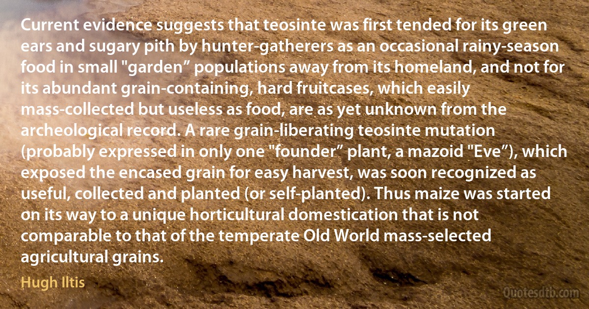 Current evidence suggests that teosinte was first tended for its green ears and sugary pith by hunter-gatherers as an occasional rainy-season food in small "garden” populations away from its homeland, and not for its abundant grain-containing, hard fruitcases, which easily mass-collected but useless as food, are as yet unknown from the archeological record. A rare grain-liberating teosinte mutation (probably expressed in only one "founder” plant, a mazoid "Eve”), which exposed the encased grain for easy harvest, was soon recognized as useful, collected and planted (or self-planted). Thus maize was started on its way to a unique horticultural domestication that is not comparable to that of the temperate Old World mass-selected agricultural grains. (Hugh Iltis)