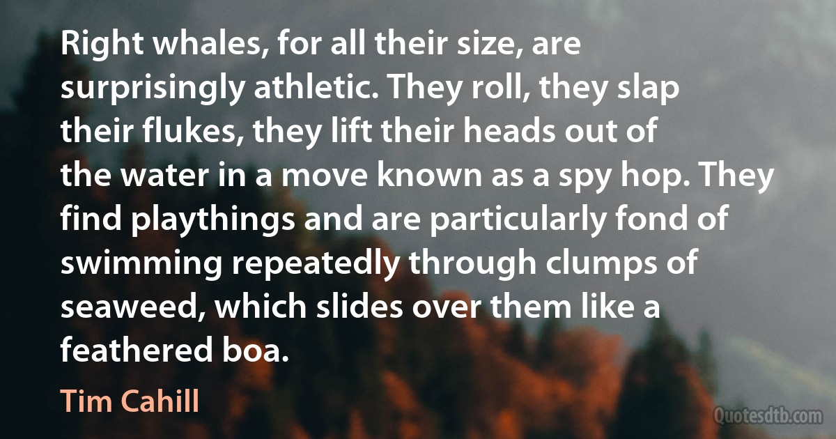 Right whales, for all their size, are surprisingly athletic. They roll, they slap their flukes, they lift their heads out of the water in a move known as a spy hop. They find playthings and are particularly fond of swimming repeatedly through clumps of seaweed, which slides over them like a feathered boa. (Tim Cahill)