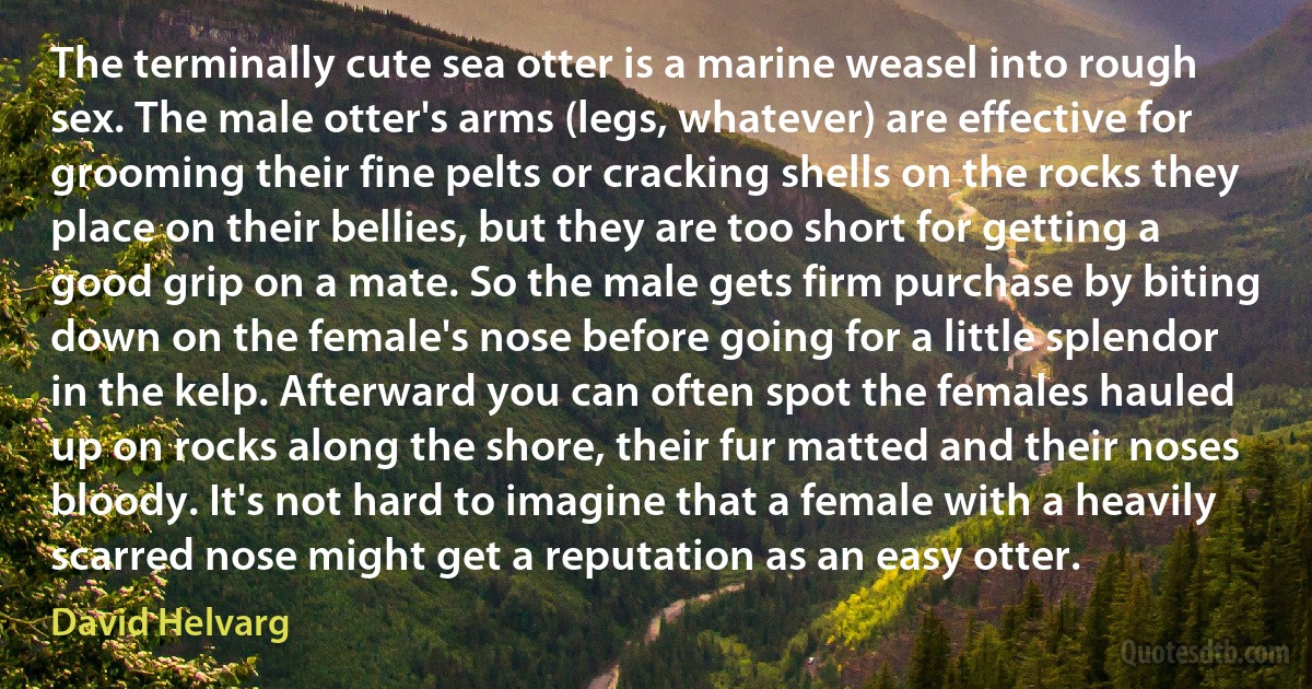 The terminally cute sea otter is a marine weasel into rough sex. The male otter's arms (legs, whatever) are effective for grooming their fine pelts or cracking shells on the rocks they place on their bellies, but they are too short for getting a good grip on a mate. So the male gets firm purchase by biting down on the female's nose before going for a little splendor in the kelp. Afterward you can often spot the females hauled up on rocks along the shore, their fur matted and their noses bloody. It's not hard to imagine that a female with a heavily scarred nose might get a reputation as an easy otter. (David Helvarg)