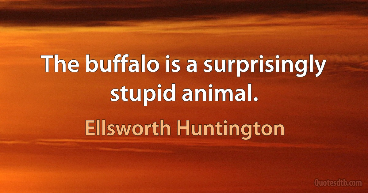 The buffalo is a surprisingly stupid animal. (Ellsworth Huntington)