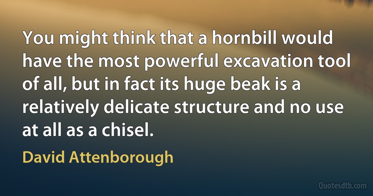 You might think that a hornbill would have the most powerful excavation tool of all, but in fact its huge beak is a relatively delicate structure and no use at all as a chisel. (David Attenborough)