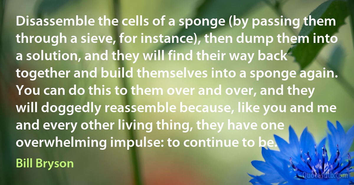 Disassemble the cells of a sponge (by passing them through a sieve, for instance), then dump them into a solution, and they will find their way back together and build themselves into a sponge again. You can do this to them over and over, and they will doggedly reassemble because, like you and me and every other living thing, they have one overwhelming impulse: to continue to be. (Bill Bryson)