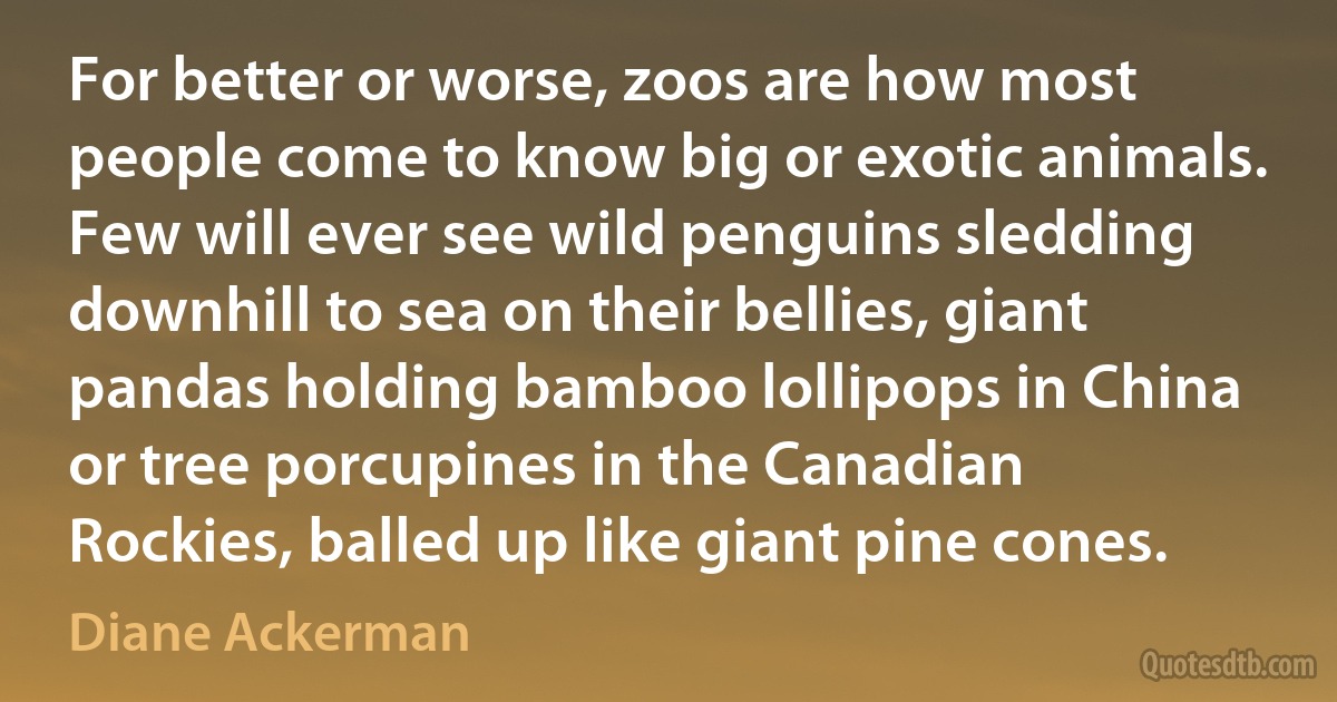 For better or worse, zoos are how most people come to know big or exotic animals. Few will ever see wild penguins sledding downhill to sea on their bellies, giant pandas holding bamboo lollipops in China or tree porcupines in the Canadian Rockies, balled up like giant pine cones. (Diane Ackerman)