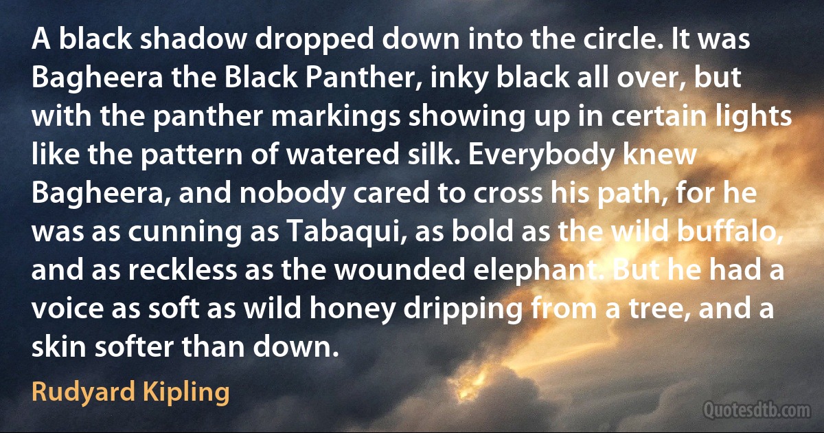 A black shadow dropped down into the circle. It was Bagheera the Black Panther, inky black all over, but with the panther markings showing up in certain lights like the pattern of watered silk. Everybody knew Bagheera, and nobody cared to cross his path, for he was as cunning as Tabaqui, as bold as the wild buffalo, and as reckless as the wounded elephant. But he had a voice as soft as wild honey dripping from a tree, and a skin softer than down. (Rudyard Kipling)