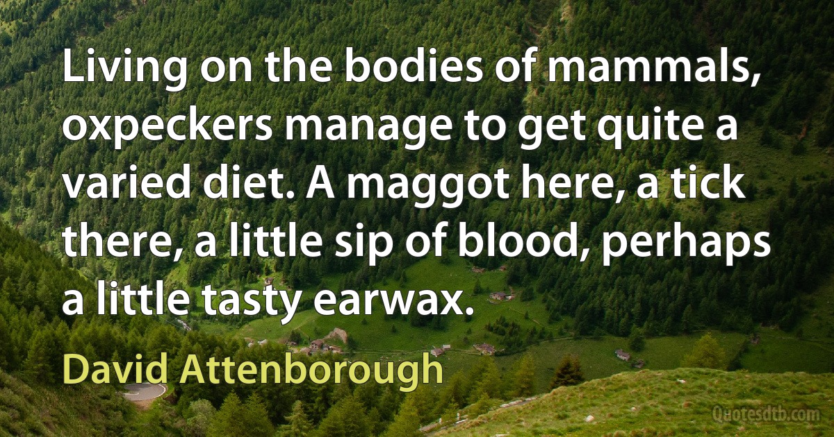 Living on the bodies of mammals, oxpeckers manage to get quite a varied diet. A maggot here, a tick there, a little sip of blood, perhaps a little tasty earwax. (David Attenborough)