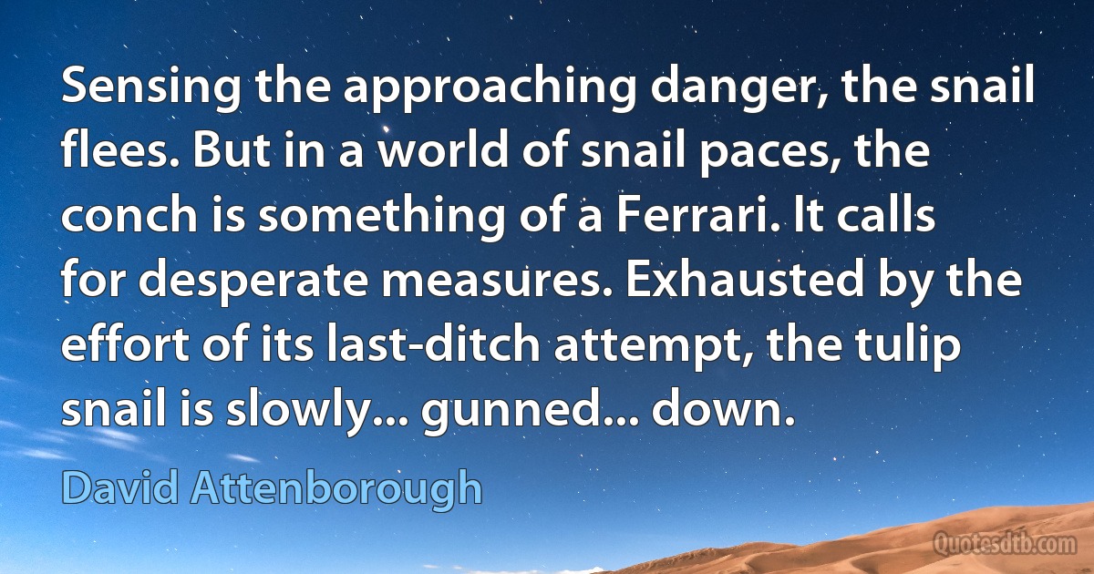 Sensing the approaching danger, the snail flees. But in a world of snail paces, the conch is something of a Ferrari. It calls for desperate measures. Exhausted by the effort of its last-ditch attempt, the tulip snail is slowly... gunned... down. (David Attenborough)