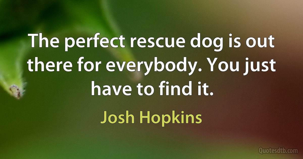 The perfect rescue dog is out there for everybody. You just have to find it. (Josh Hopkins)