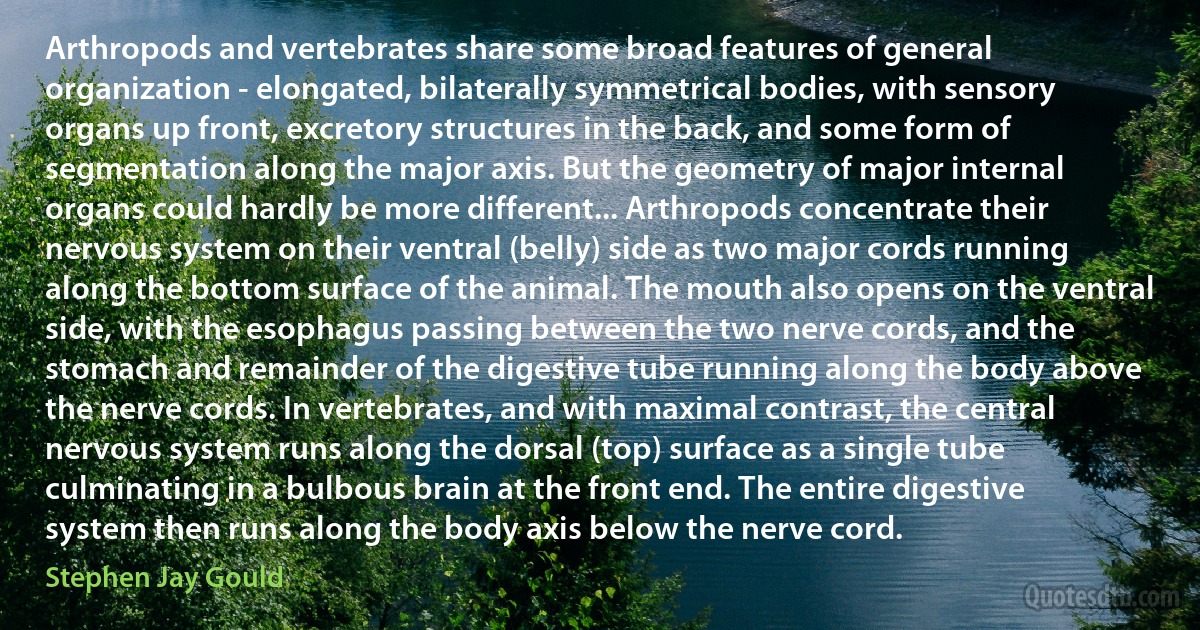 Arthropods and vertebrates share some broad features of general organization - elongated, bilaterally symmetrical bodies, with sensory organs up front, excretory structures in the back, and some form of segmentation along the major axis. But the geometry of major internal organs could hardly be more different... Arthropods concentrate their nervous system on their ventral (belly) side as two major cords running along the bottom surface of the animal. The mouth also opens on the ventral side, with the esophagus passing between the two nerve cords, and the stomach and remainder of the digestive tube running along the body above the nerve cords. In vertebrates, and with maximal contrast, the central nervous system runs along the dorsal (top) surface as a single tube culminating in a bulbous brain at the front end. The entire digestive system then runs along the body axis below the nerve cord. (Stephen Jay Gould)