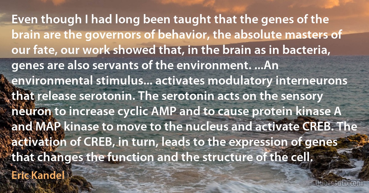 Even though I had long been taught that the genes of the brain are the governors of behavior, the absolute masters of our fate, our work showed that, in the brain as in bacteria, genes are also servants of the environment. ...An environmental stimulus... activates modulatory interneurons that release serotonin. The serotonin acts on the sensory neuron to increase cyclic AMP and to cause protein kinase A and MAP kinase to move to the nucleus and activate CREB. The activation of CREB, in turn, leads to the expression of genes that changes the function and the structure of the cell. (Eric Kandel)