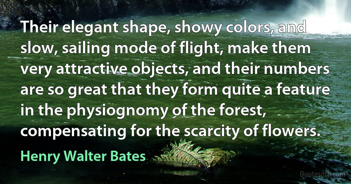 Their elegant shape, showy colors, and slow, sailing mode of flight, make them very attractive objects, and their numbers are so great that they form quite a feature in the physiognomy of the forest, compensating for the scarcity of flowers. (Henry Walter Bates)