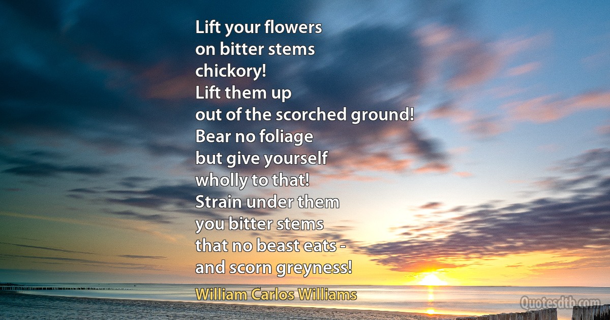 Lift your flowers
on bitter stems
chickory!
Lift them up
out of the scorched ground!
Bear no foliage
but give yourself
wholly to that!
Strain under them
you bitter stems
that no beast eats -
and scorn greyness! (William Carlos Williams)