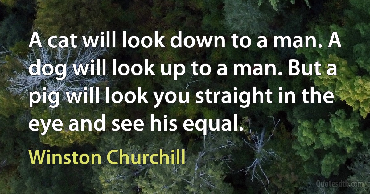 A cat will look down to a man. A dog will look up to a man. But a pig will look you straight in the eye and see his equal. (Winston Churchill)