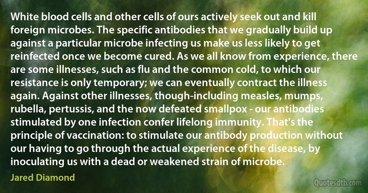 White blood cells and other cells of ours actively seek out and kill foreign microbes. The specific antibodies that we gradually build up against a particular microbe infecting us make us less likely to get reinfected once we become cured. As we all know from experience, there are some illnesses, such as flu and the common cold, to which our resistance is only temporary; we can eventually contract the illness again. Against other illnesses, though-including measles, mumps, rubella, pertussis, and the now defeated smallpox - our antibodies stimulated by one infection confer lifelong immunity. That's the principle of vaccination: to stimulate our antibody production without our having to go through the actual experience of the disease, by inoculating us with a dead or weakened strain of microbe. (Jared Diamond)