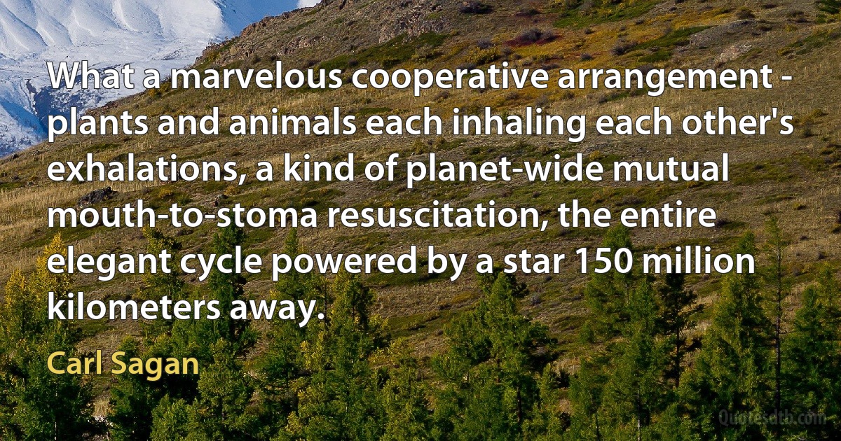 What a marvelous cooperative arrangement - plants and animals each inhaling each other's exhalations, a kind of planet-wide mutual mouth-to-stoma resuscitation, the entire elegant cycle powered by a star 150 million kilometers away. (Carl Sagan)