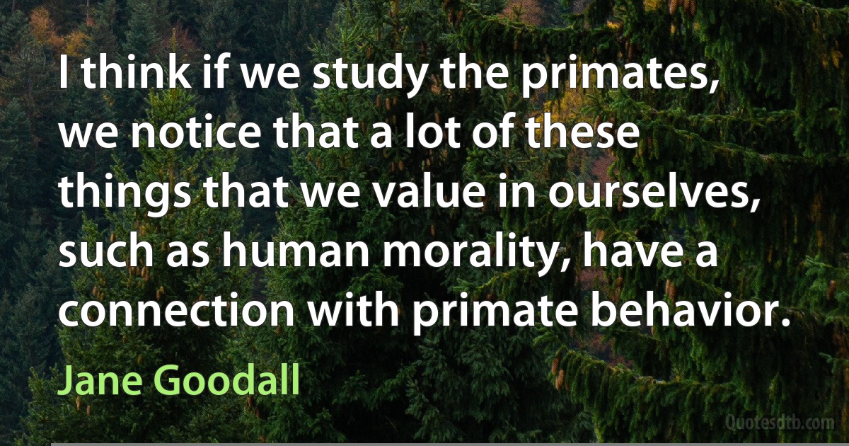 I think if we study the primates, we notice that a lot of these things that we value in ourselves, such as human morality, have a connection with primate behavior. (Jane Goodall)