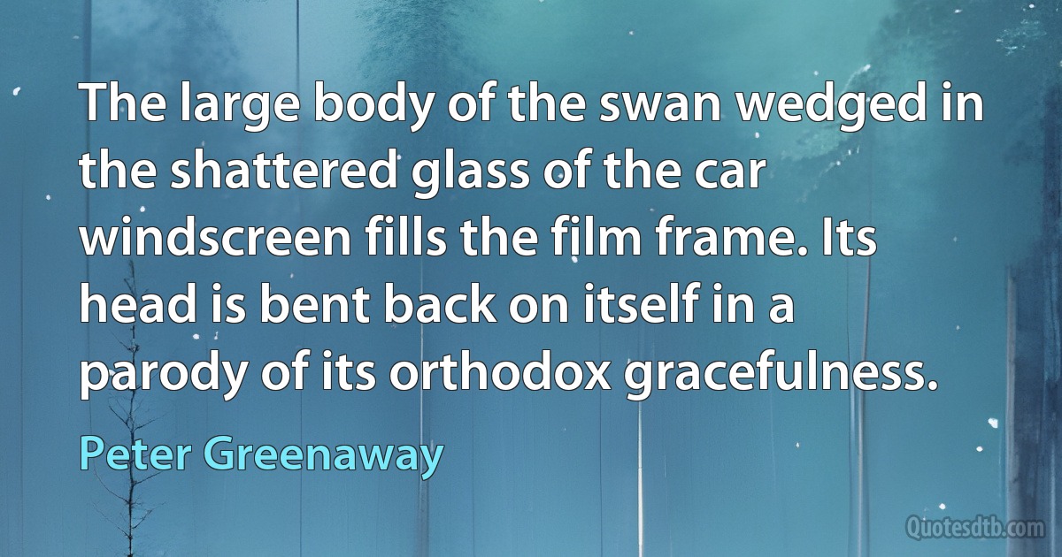 The large body of the swan wedged in the shattered glass of the car windscreen fills the film frame. Its head is bent back on itself in a parody of its orthodox gracefulness. (Peter Greenaway)