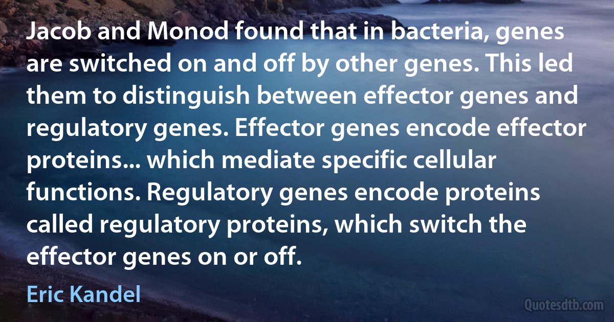 Jacob and Monod found that in bacteria, genes are switched on and off by other genes. This led them to distinguish between effector genes and regulatory genes. Effector genes encode effector proteins... which mediate specific cellular functions. Regulatory genes encode proteins called regulatory proteins, which switch the effector genes on or off. (Eric Kandel)