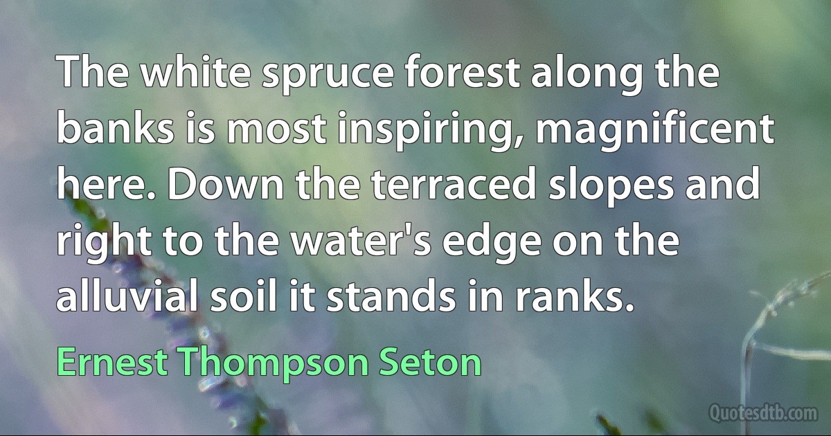 The white spruce forest along the banks is most inspiring, magnificent here. Down the terraced slopes and right to the water's edge on the alluvial soil it stands in ranks. (Ernest Thompson Seton)