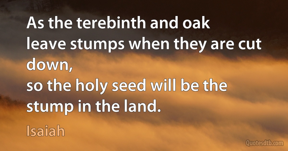 As the terebinth and oak
leave stumps when they are cut down,
so the holy seed will be the stump in the land. (Isaiah)