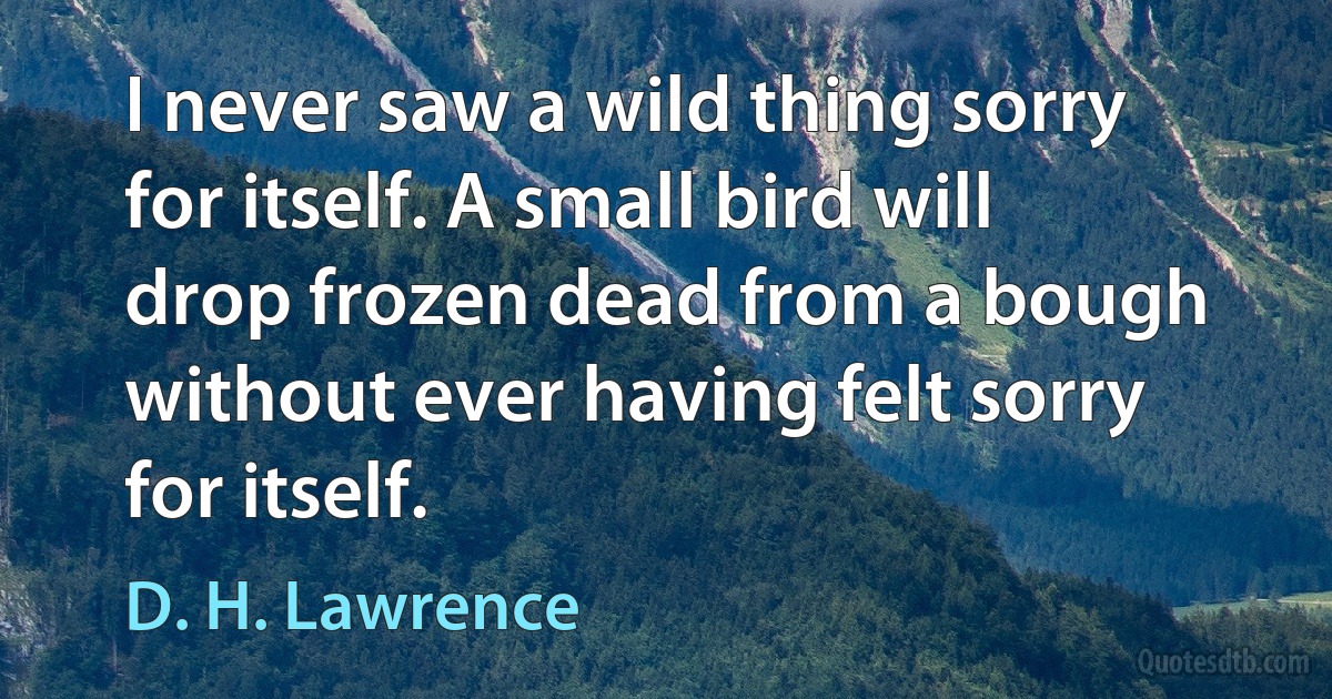 I never saw a wild thing sorry for itself. A small bird will drop frozen dead from a bough without ever having felt sorry for itself. (D. H. Lawrence)