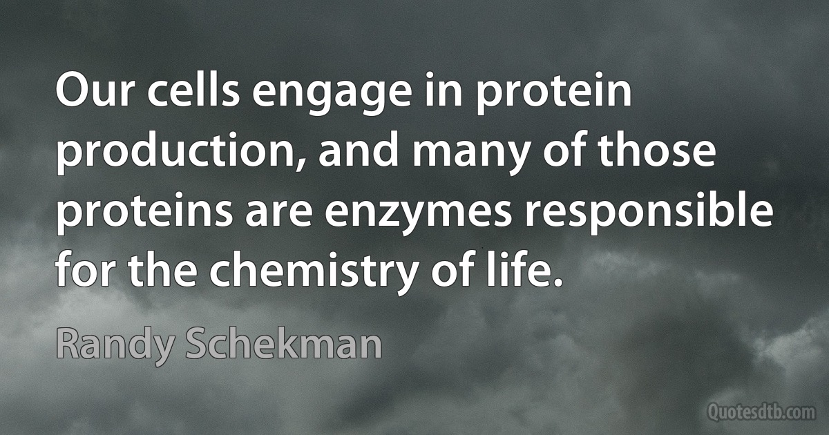 Our cells engage in protein production, and many of those proteins are enzymes responsible for the chemistry of life. (Randy Schekman)