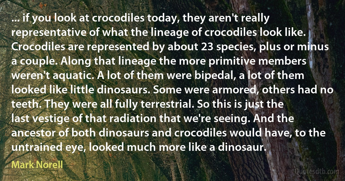 ... if you look at crocodiles today, they aren't really representative of what the lineage of crocodiles look like. Crocodiles are represented by about 23 species, plus or minus a couple. Along that lineage the more primitive members weren't aquatic. A lot of them were bipedal, a lot of them looked like little dinosaurs. Some were armored, others had no teeth. They were all fully terrestrial. So this is just the last vestige of that radiation that we're seeing. And the ancestor of both dinosaurs and crocodiles would have, to the untrained eye, looked much more like a dinosaur. (Mark Norell)