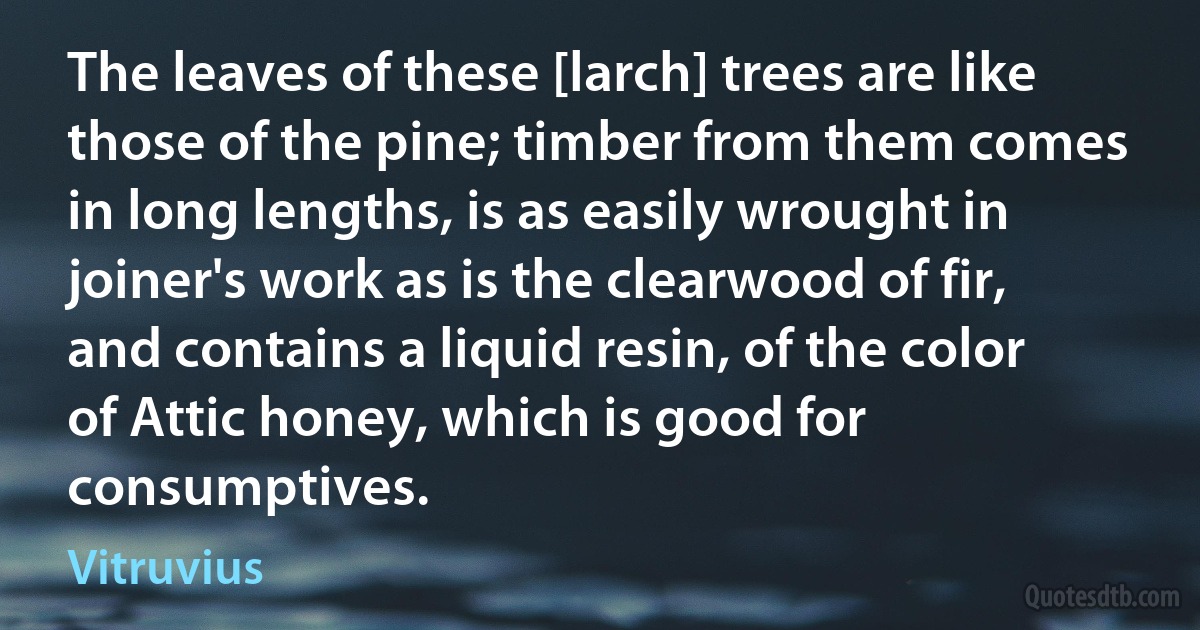 The leaves of these [larch] trees are like those of the pine; timber from them comes in long lengths, is as easily wrought in joiner's work as is the clearwood of fir, and contains a liquid resin, of the color of Attic honey, which is good for consumptives. (Vitruvius)