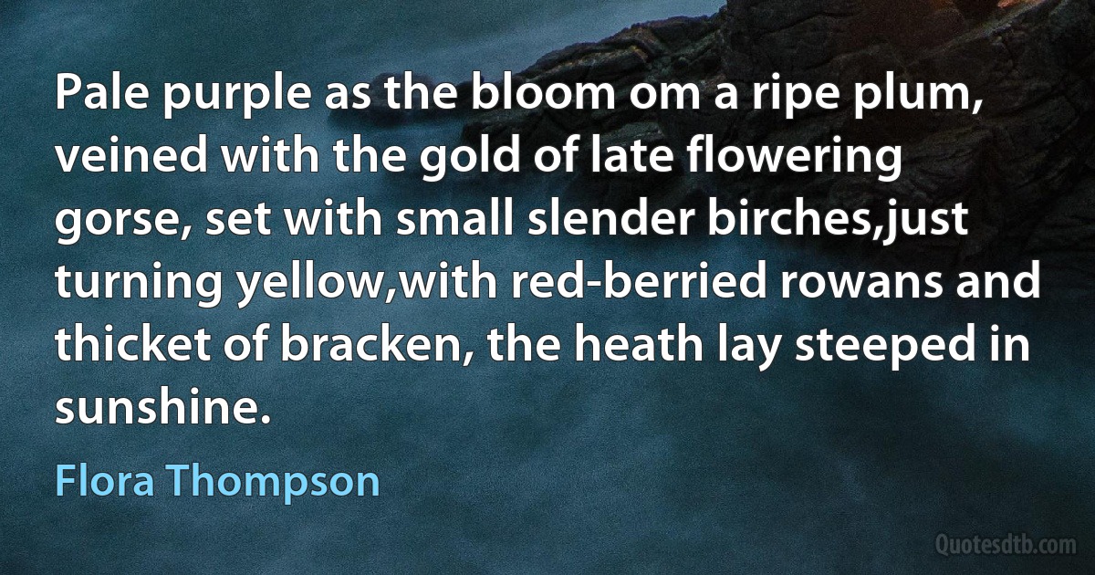 Pale purple as the bloom om a ripe plum, veined with the gold of late flowering gorse, set with small slender birches,just turning yellow,with red-berried rowans and thicket of bracken, the heath lay steeped in sunshine. (Flora Thompson)
