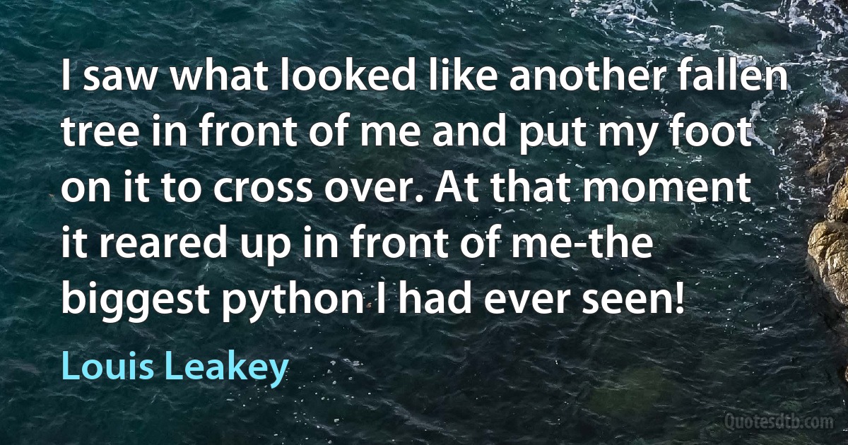 I saw what looked like another fallen tree in front of me and put my foot on it to cross over. At that moment it reared up in front of me-the biggest python I had ever seen! (Louis Leakey)