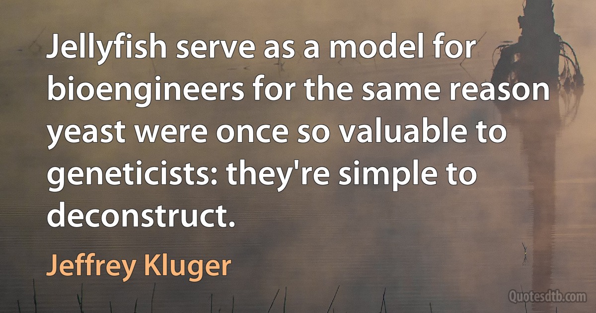 Jellyfish serve as a model for bioengineers for the same reason yeast were once so valuable to geneticists: they're simple to deconstruct. (Jeffrey Kluger)