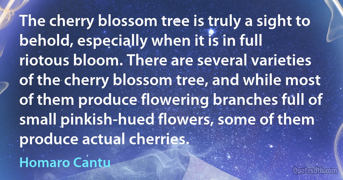 The cherry blossom tree is truly a sight to behold, especially when it is in full riotous bloom. There are several varieties of the cherry blossom tree, and while most of them produce flowering branches full of small pinkish-hued flowers, some of them produce actual cherries. (Homaro Cantu)