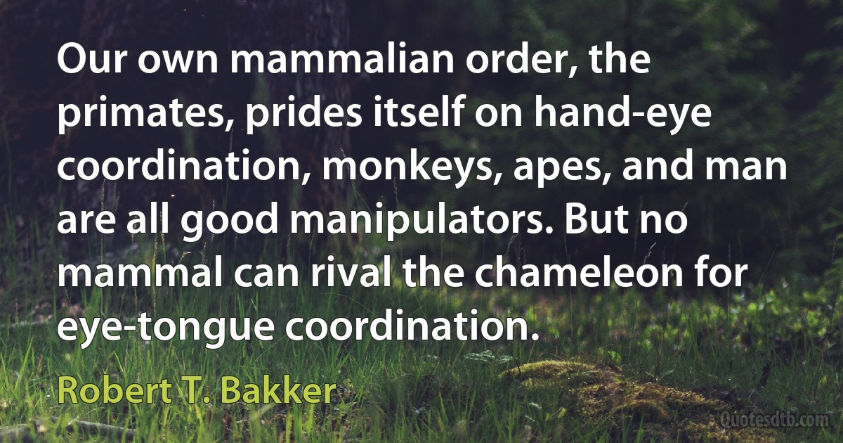 Our own mammalian order, the primates, prides itself on hand-eye coordination, monkeys, apes, and man are all good manipulators. But no mammal can rival the chameleon for eye-tongue coordination. (Robert T. Bakker)