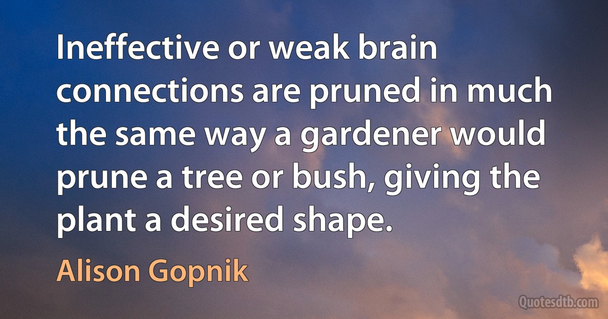 Ineffective or weak brain connections are pruned in much the same way a gardener would prune a tree or bush, giving the plant a desired shape. (Alison Gopnik)