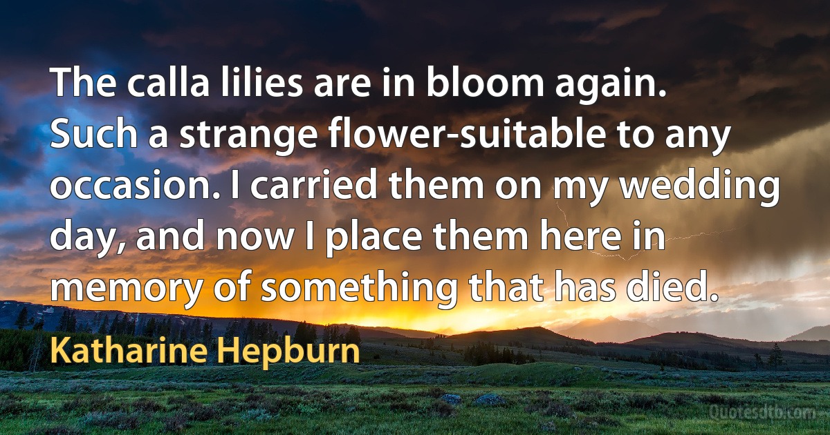 The calla lilies are in bloom again. Such a strange flower-suitable to any occasion. I carried them on my wedding day, and now I place them here in memory of something that has died. (Katharine Hepburn)