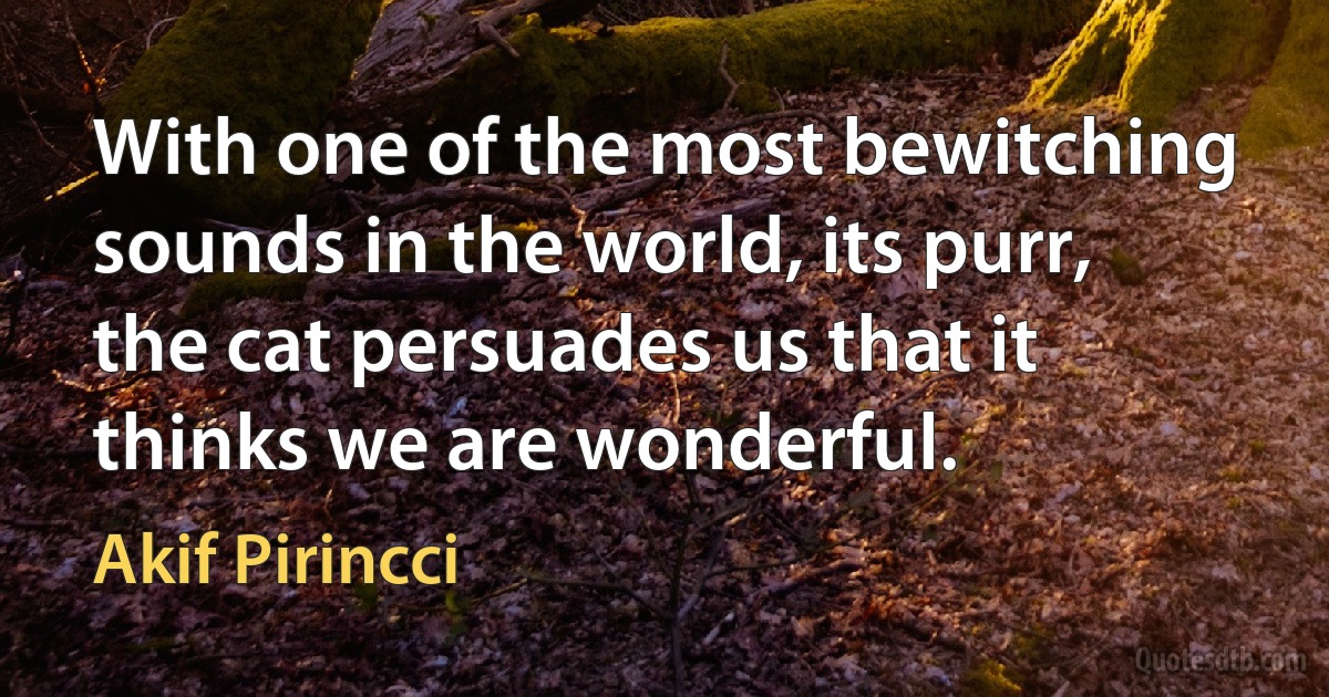 With one of the most bewitching sounds in the world, its purr, the cat persuades us that it thinks we are wonderful. (Akif Pirincci)