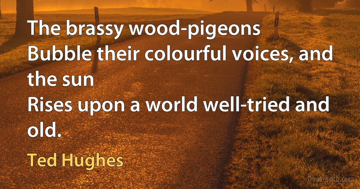 The brassy wood-pigeons
Bubble their colourful voices, and the sun
Rises upon a world well-tried and old. (Ted Hughes)