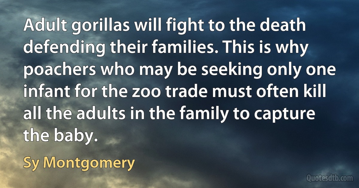 Adult gorillas will fight to the death defending their families. This is why poachers who may be seeking only one infant for the zoo trade must often kill all the adults in the family to capture the baby. (Sy Montgomery)