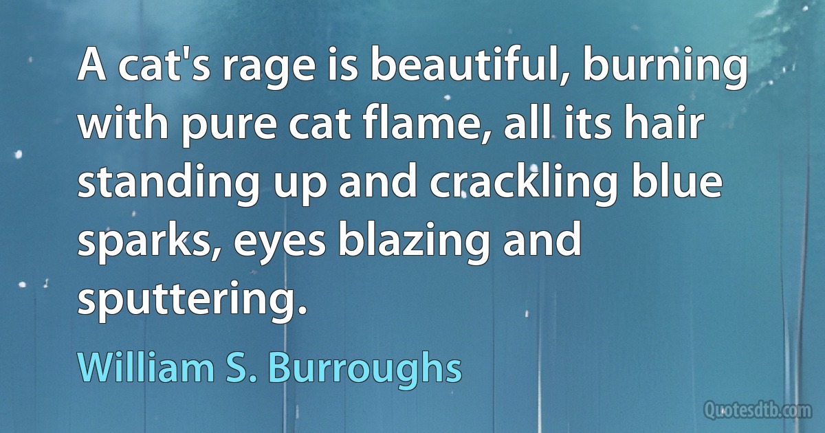 A cat's rage is beautiful, burning with pure cat flame, all its hair standing up and crackling blue sparks, eyes blazing and sputtering. (William S. Burroughs)