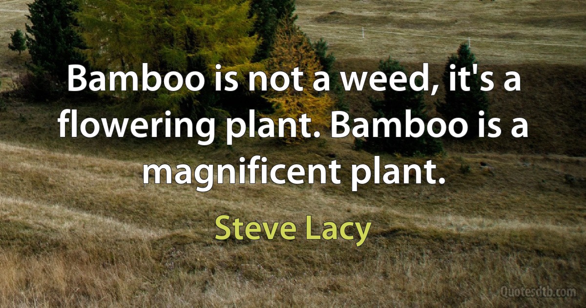 Bamboo is not a weed, it's a flowering plant. Bamboo is a magnificent plant. (Steve Lacy)