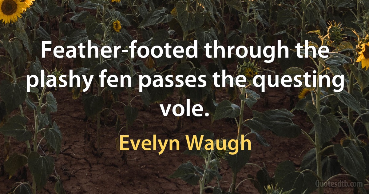 Feather-footed through the plashy fen passes the questing vole. (Evelyn Waugh)