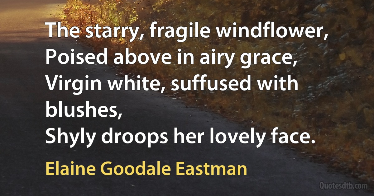 The starry, fragile windflower,
Poised above in airy grace,
Virgin white, suffused with blushes,
Shyly droops her lovely face. (Elaine Goodale Eastman)