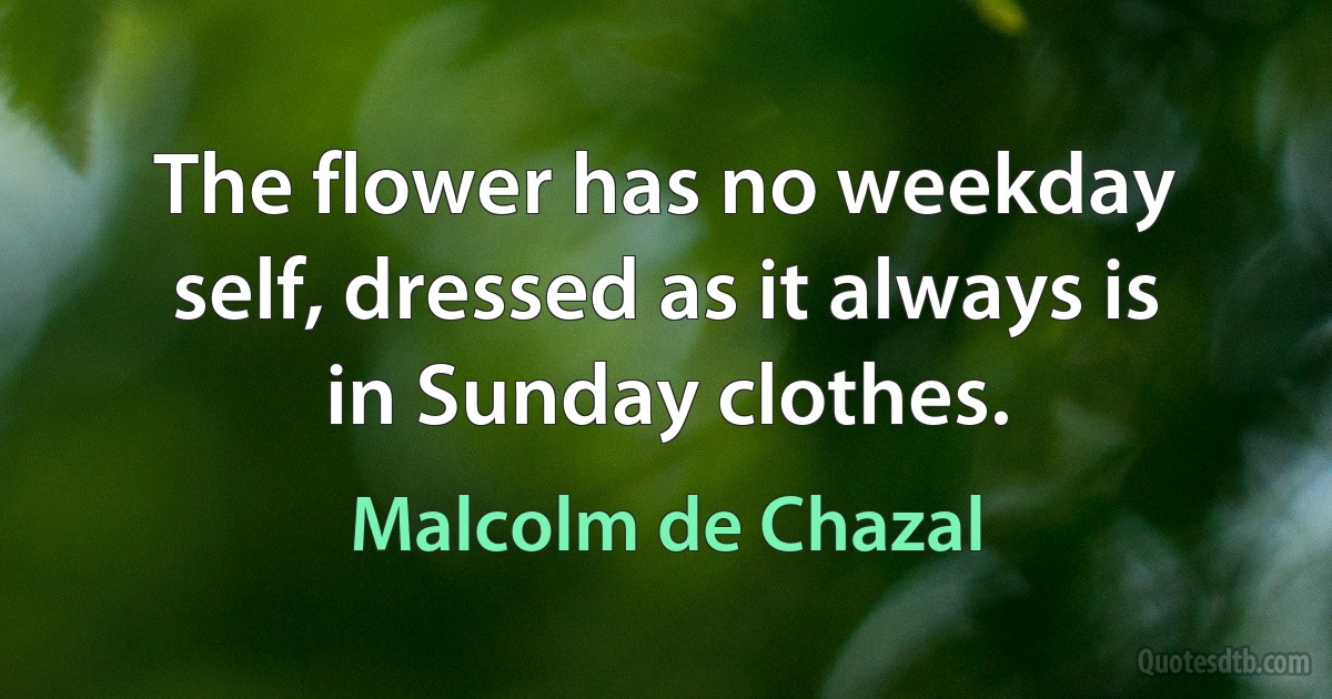 The flower has no weekday self, dressed as it always is in Sunday clothes. (Malcolm de Chazal)