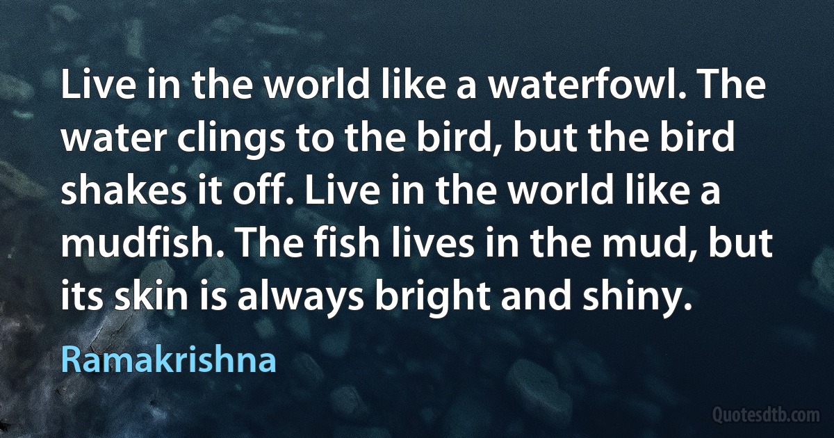 Live in the world like a waterfowl. The water clings to the bird, but the bird shakes it off. Live in the world like a mudfish. The fish lives in the mud, but its skin is always bright and shiny. (Ramakrishna)